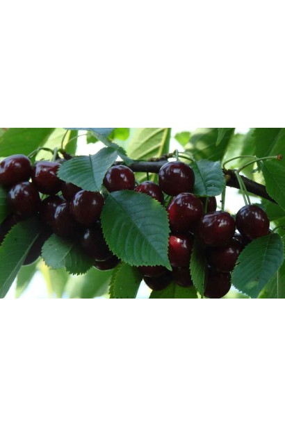 Вишня Шоколадниця - високоврожайний ранній сорт